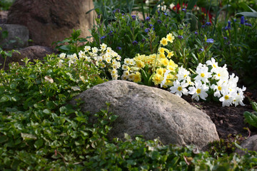In a flower bed of a decorative garden among big stones multi-colored primroses grow and blossom. The campanula and a forget-me-not are near.
