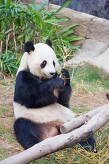 Black and white panda eats bamboo of HK Ocean Park