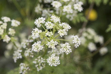 Conium maculatum poison parsley spotted hemlock corobane carrot fern devils bread porridge tall plant with small white flower umbels