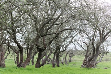 Old apple trees without leaves on a meadow