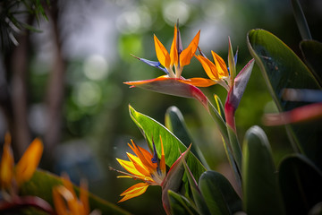 Tropikalne kwiaty Strelitzia Reginae