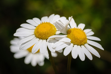 Obraz premium Oxeye daisiy in spring meadow