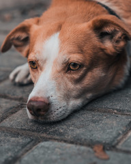 portrait of an orange, red dog with yellow eyes outside