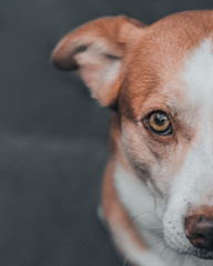 portrait of an orange, red dog with yellow eyes outside