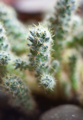 Cactus. Succulent plant.