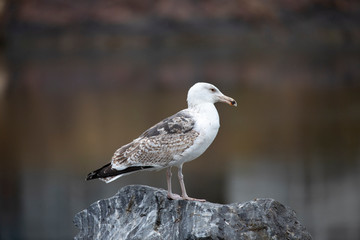 Seagull has a food break