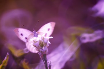 butterfly on purple flower