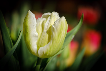 Naklejka premium Fresh yellow tulip flowers in spring
