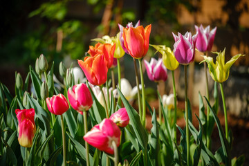 Obraz premium Colorful tulip flowers blooming in spring garden