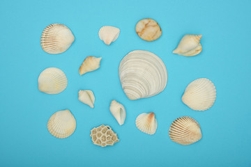 Assorted sea shells over blue background