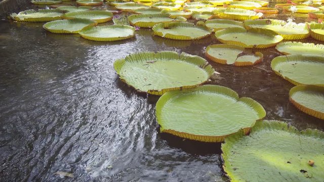 Plant family Nymphaeaceae - Victoria water lillies growing in pond