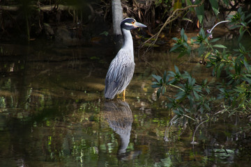 Krabbenreiher in Kuba - Nationalpark Sierra del Escambray