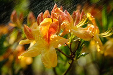 Fototapeta na wymiar Beautiful orange rhododendron flower in spring garden