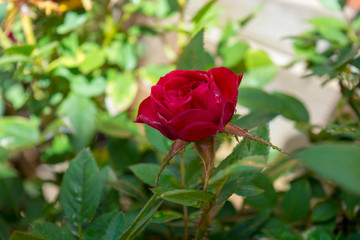 Rosa de huerto urbano de color rojo.  Flor situado en primer plano con gota de agua y hojas verdes a su alrededor.