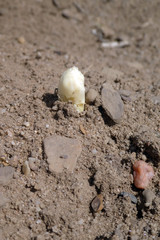 Spargelfeld mit herausgewachsenem fränkischen Spargel