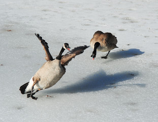 Keeping clear of the angry Canada Goose on frozen pond