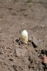 Spargelfeld mit herausgewachsenem fränkischen Spargel