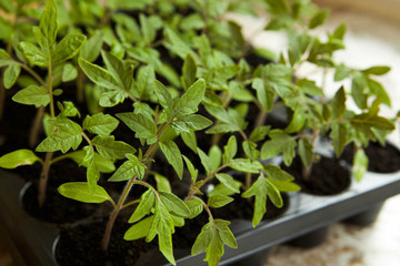 Young sprouts of tomatoes, by the window in a plastic container. Growing tomatoes.