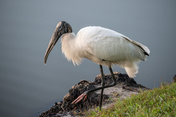 Portrait of a wood stork standing by a body of water