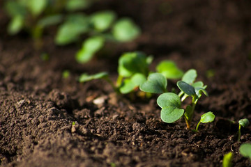 Young radish sprouts are growing from the soil with sunlight.