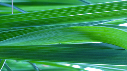 Makro polnej trawy. Natura z bliska © Dariusz
