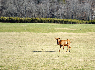 Elk cow in a field in Ponca, Arkansas, USA