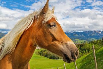 Pferd - Allgäu - Kopf - Ausblick - Alpen