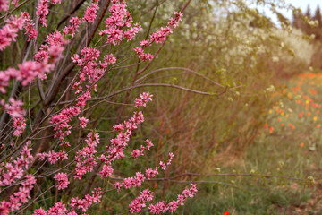 Pink almond flowers in the park. Pink spring flowers copy space.