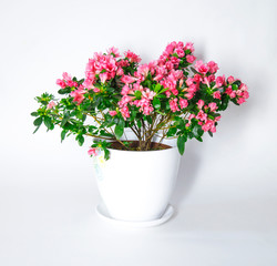 Japanese Azalea flowers on a white background. houseplant. Selective focus.
