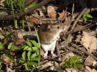 Field mouse in profile