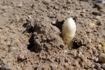 Spargelfeld mit herausgewachsenem fränkischen Spargel