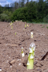 Spargelfeld mit herausgewachsenem fränkischen Spargel