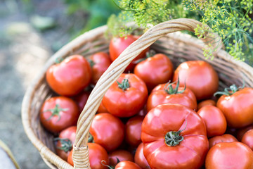 Harvest of tomatoes in the basket, red tomatoes fruits outdoors in natural light, farming, gardening and  agriculture  concept