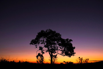 Fototapeta na wymiar Tree silhouette in bright colorful sunset day at Chapada dos Veadeiros National Park, nature reserve conservancy area of cerrado vegetation, Goiás, Brazil, South America. 