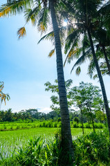Obraz premium Palm tree lined rice paddies Bali Indonesia