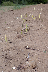 Spargelfeld mit herausgewachsenem fränkischen Spargel