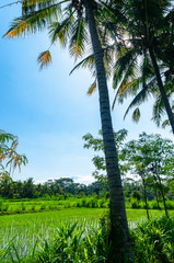 Obraz premium Palm tree lined rice paddies Bali Indonesia