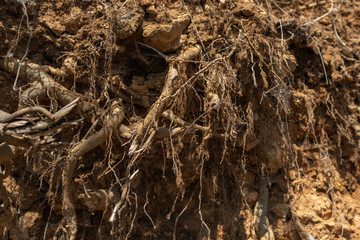 Hanging tree roots in the clay soil on the mountain.