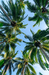 Fototapeta na wymiar Palm tree plantation Bali Indonesia