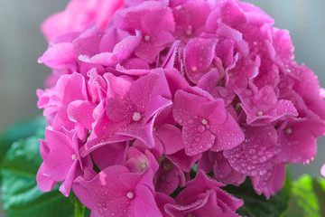 Close up for purple hydrangea flowers with waterdrops