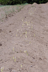 Spargelfeld mit herausgewachsenem fränkischen Spargel