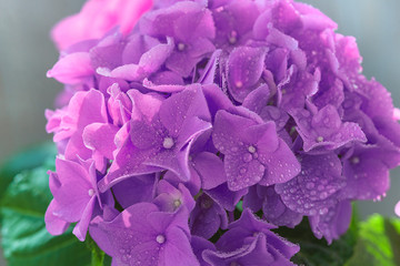 Obraz premium Close up for purple hydrangea flowers with waterdrops