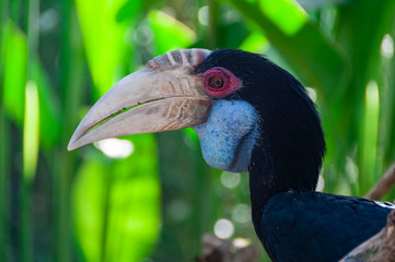 Blue throated Toucan Bird Park Bali Indonesia