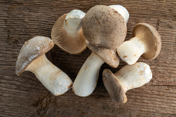 King trumpet mushroom on a background of wood texture. Useful edible mushrooms.