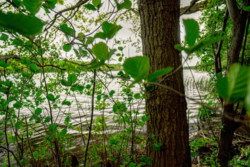 Green leaves on the tree
