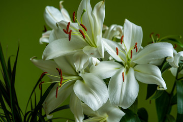 horizontal picture of a bunch of madonna lilies formed in a bouquet on light green sunny background at home