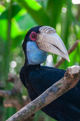Blue throated Toucan Bird Park Bali Indonesia