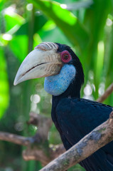 Blue throated Toucan Bird Park Bali Indonesia