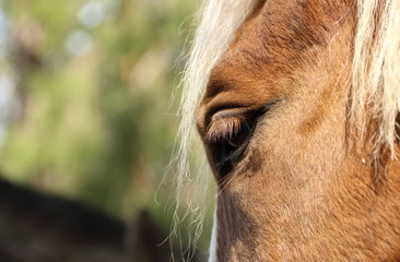 Close up of a horse head