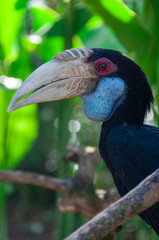 Blue throated Toucan Bird Park Bali Indonesia